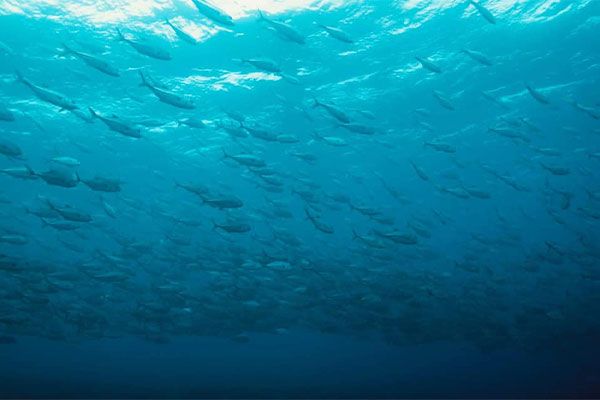 TTP Tahiti plongee passion photo