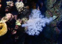 Tahiti Plongée Passion Fun dive