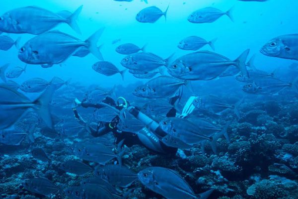 Tahiti Plongée Passion Fun dive
