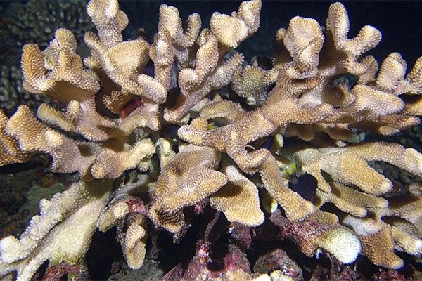 Tahiti Plongée Passion Fun dive